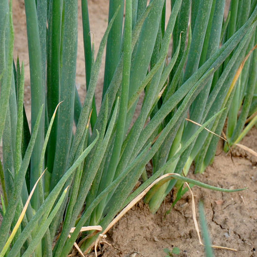 全国发货满额包邮 新鲜有机蔬菜 鲜葱大葱250g欧盟认证 彩虹雨农场 商品图4