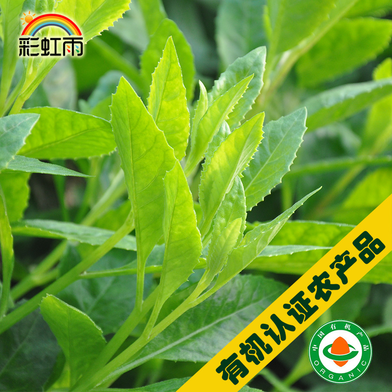 绿背天葵白子菜生态蔬菜彩虹雨蔬菜250g北京农场配送京津冀满百包邮