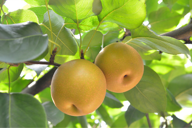【永川富硒梨】黄瓜山特产 富硒功能梨 黄花梨 汁多味甜