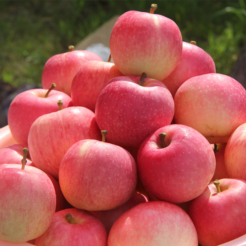 扶贫助学i尚品贵州长顺有机高钙苹果(特优级)5斤