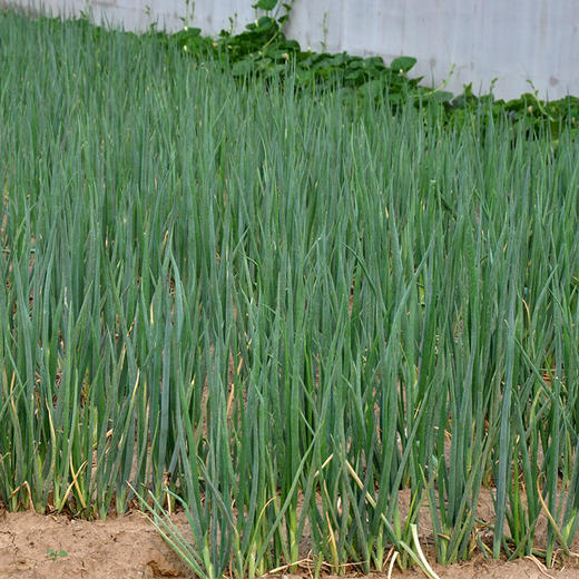 全国发货满额包邮 新鲜有机蔬菜 鲜葱大葱250g欧盟认证 彩虹雨农场 商品图3