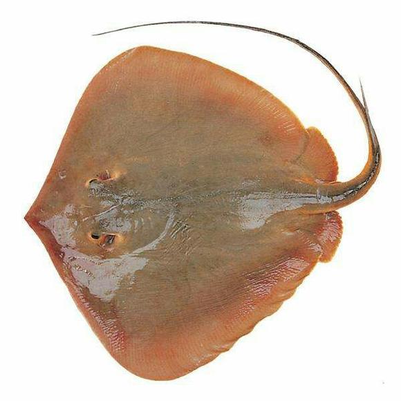 东海野生风鱼(赤魟)