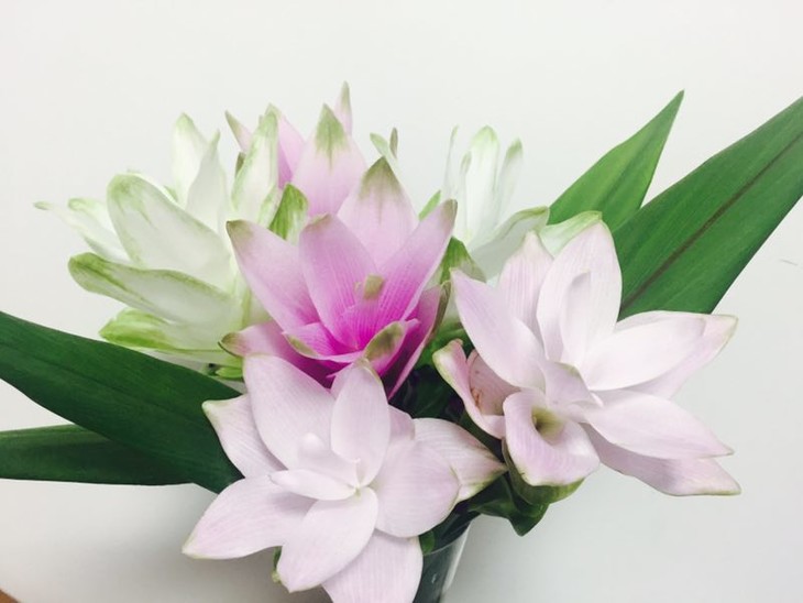 闪购|进口姜荷花,39.9元起,白色,粉色,绿色,混色or单色数可选