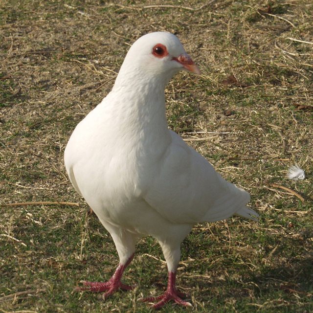【顺丰包邮】丽水缙云散养老土鸽子 原价98 限时特惠80(2只)