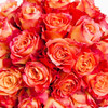 （永久下架）七夕玫瑰预售 厄瓜多尔 空运特级玫瑰（只限江浙沪地区派送） 商品缩略图6