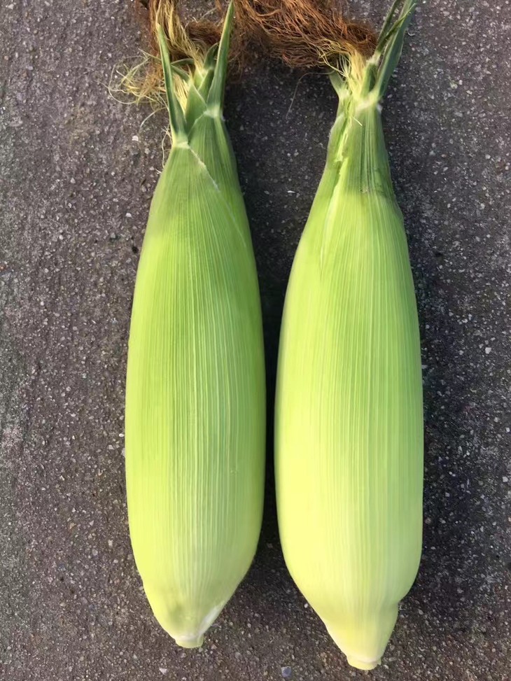 【特价包邮】东升农场 白糯玉米 5斤 珠三角包邮 发货时间6月30日