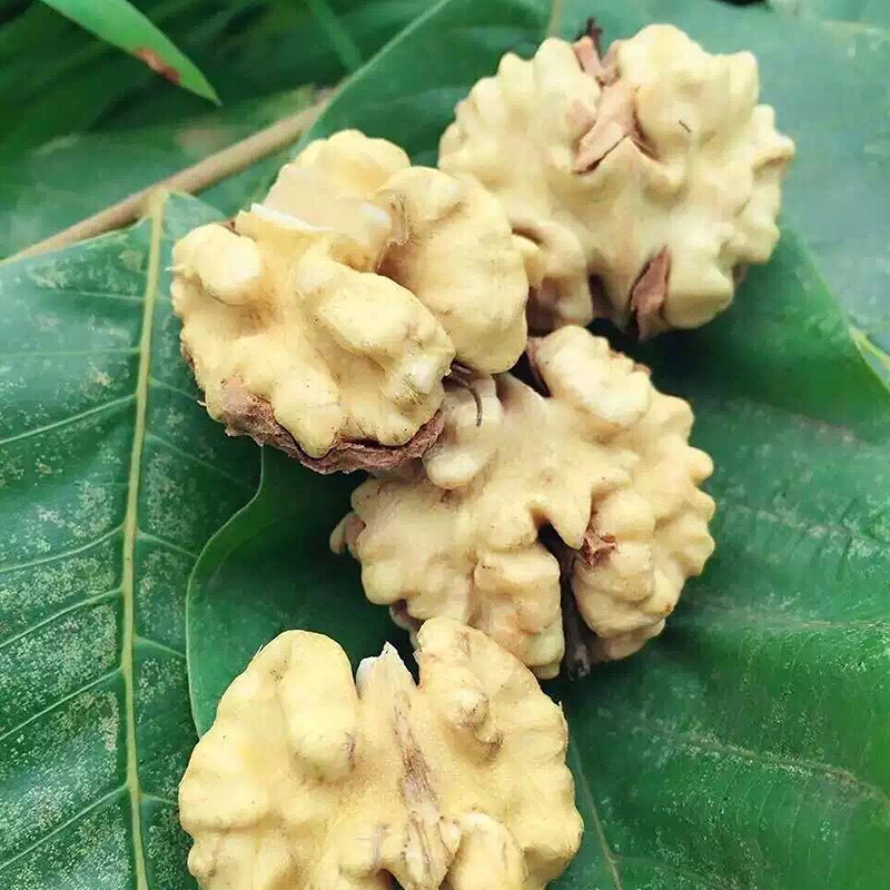 【同城/城际】云南大理漾濞新鲜湿核桃