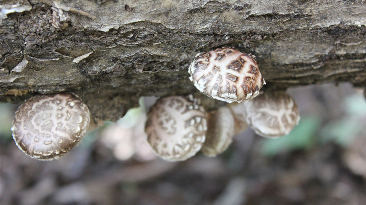 高海拔低温环境下,香菇生长缓慢,肉质紧凑厚实,晒干的香菇如石头伴