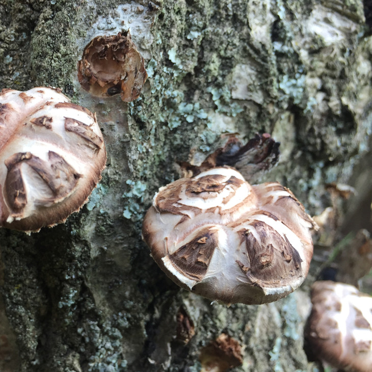 這種椴木香菇生長受自然環境限制,無法集中規模種植,我們只能遊走在