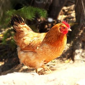 【顺丰包邮】金陵贡鸡 3.5斤左右 峰会指定供应商出品