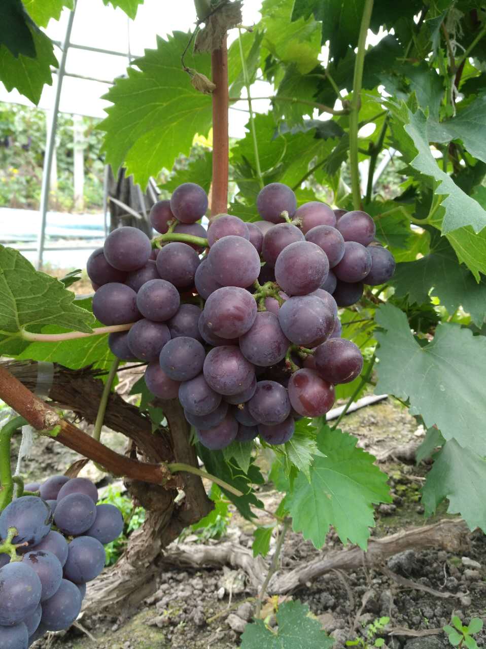 豆饼养大的甜葡萄,一箱108元5斤包邮