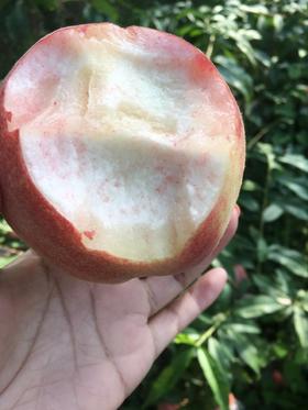 刀嫂超越二号毛桃 预计10号以后发货