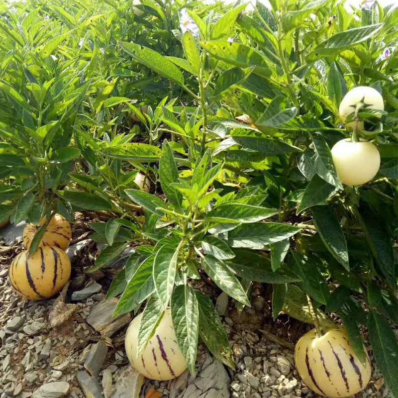 【树上熟】云南石林树上熟人参果 白土地 风化