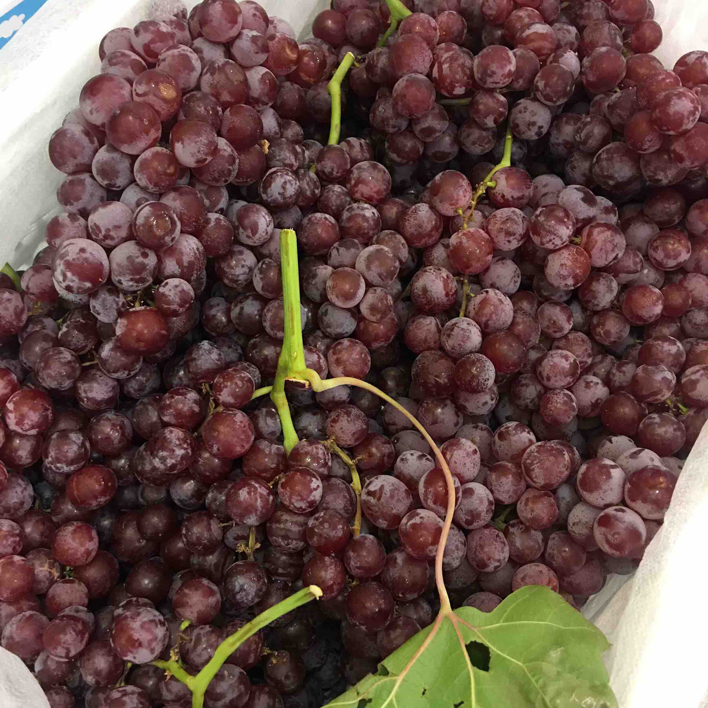 1斤 弗雷提子 小蜜蜂提子 很小颗很好吃