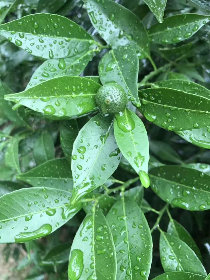 小青柑叶子,小青,小青柠(第7页)_大山谷图库
