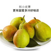 库尔勒香梨8斤/件特级 /一级多规格 单果重120克起步新疆香梨果蔬 商品缩略图1