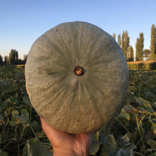 新疆银板栗南瓜皮薄肉厚粉糯香甜 新疆发货 商品图1