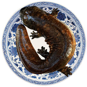 张家界大鲵 娃娃鱼活体 顺丰到家