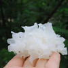 四川通江青冈木银耳中小朵100克 商品缩略图4