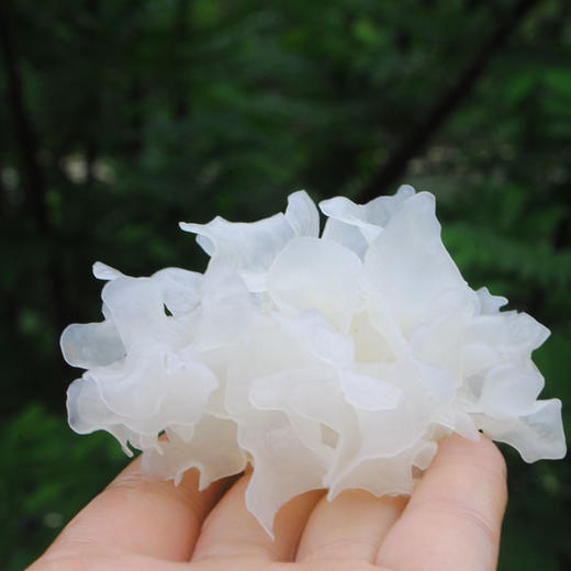 四川通江青冈木银耳中小朵100克 商品图4