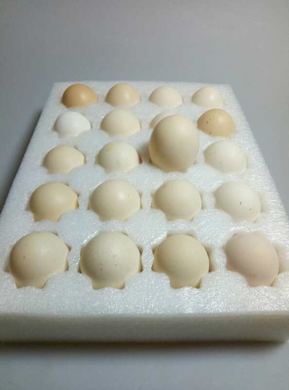 东升土鸡蛋20个/盒