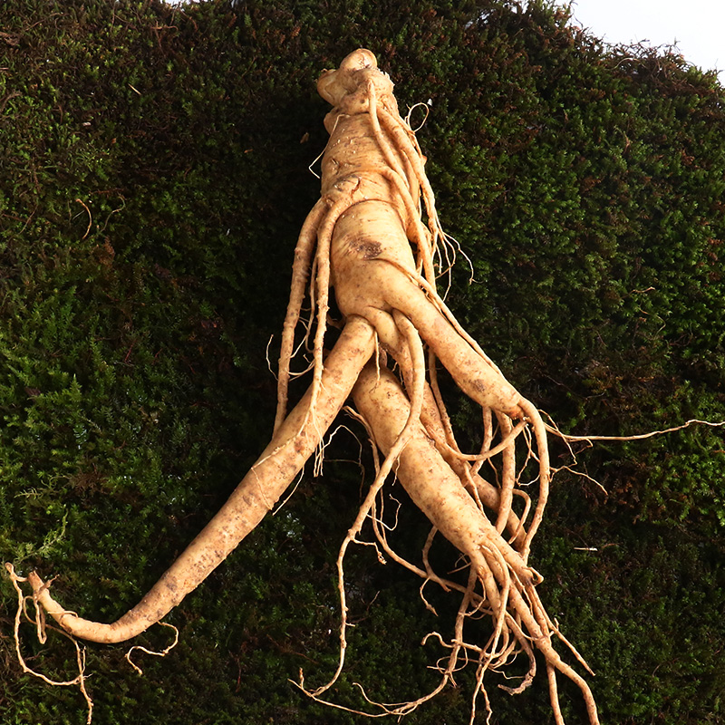 康美药业 鲜人参 100克/盒 新开河新鲜人参 长白山顺丰冷链直邮【乐享