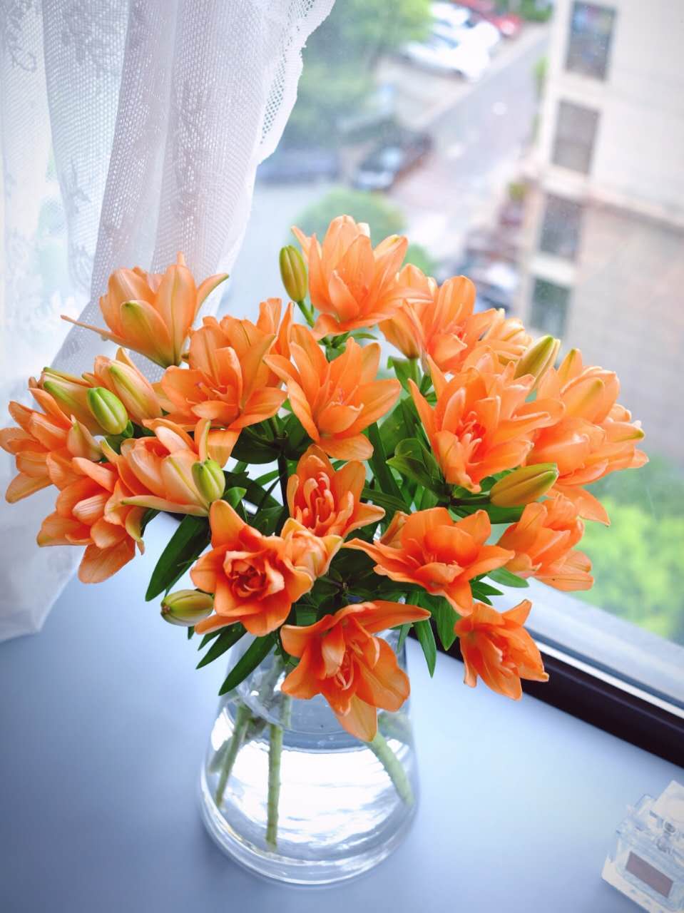 团购 | 3人团,国产迷你多头橙色重瓣百合(花头很小),5枝\/39.9元or10枝\/69.9元(广东包邮,其余区域加10元邮费),成团次日发货