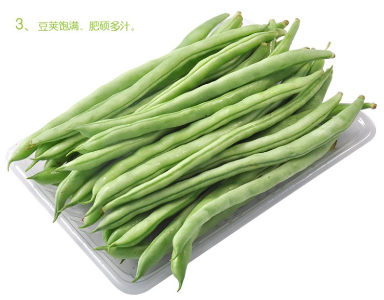 四季豆