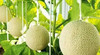 静冈温室网纹蜜瓜🍈 ——完全熟软后，浓浓的蜜瓜香气沁人心脾！一瓜一藤的专注 商品缩略图11