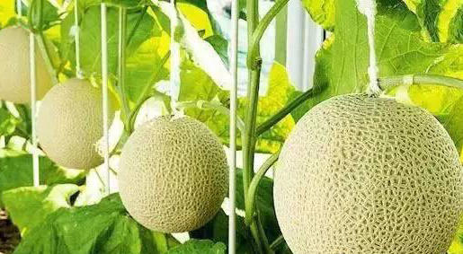 静冈温室网纹蜜瓜🍈 ——完全熟软后，浓浓的蜜瓜香气沁人心脾！一瓜一藤的专注 商品图11