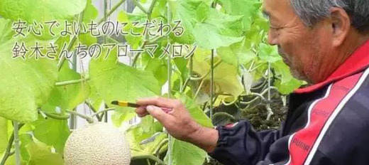 静冈温室网纹蜜瓜🍈 ——完全熟软后，浓浓的蜜瓜香气沁人心脾！一瓜一藤的专注 商品图12