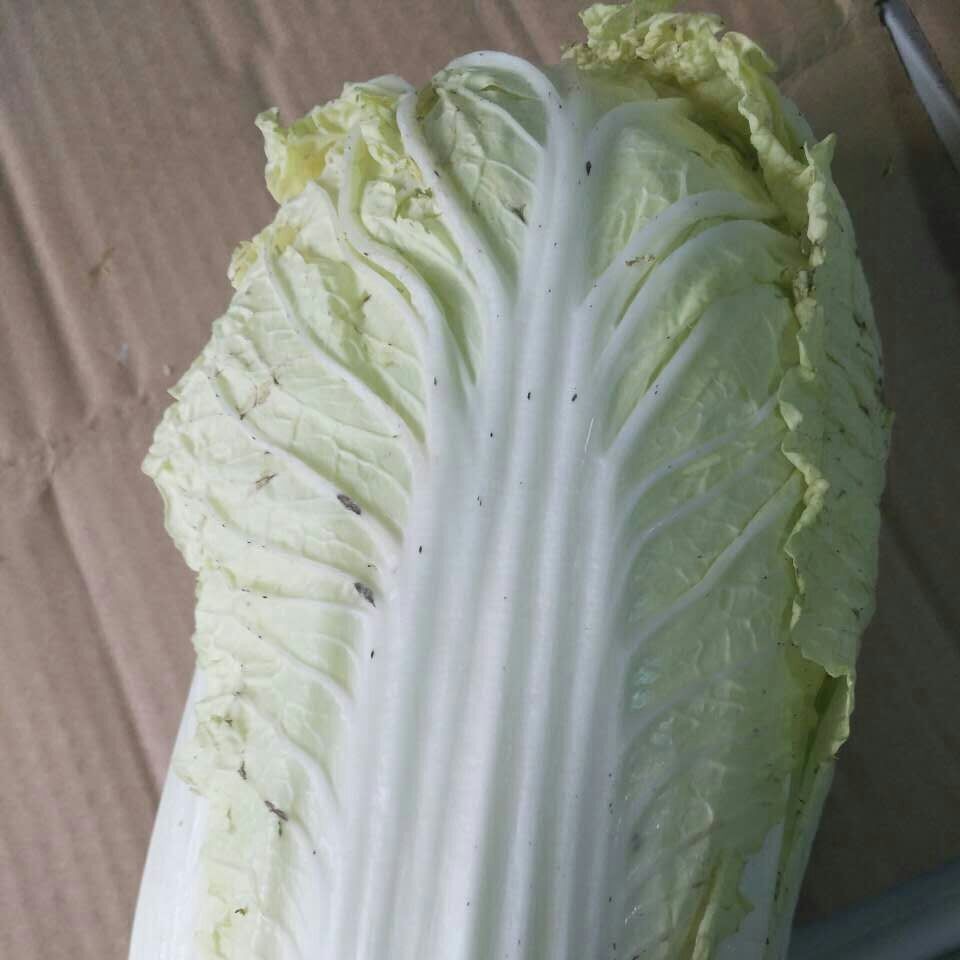 大白菜(约5斤)|张家口富平创原