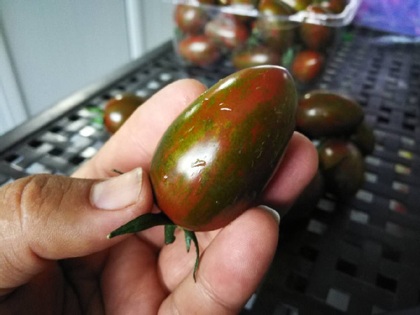 巧克力番茄1kg散装(味道浓郁营养好)