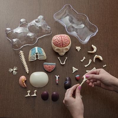 jason freeny 经典软糖小熊 全透视解剖骨骼内脏 可拆卸 公仔手办