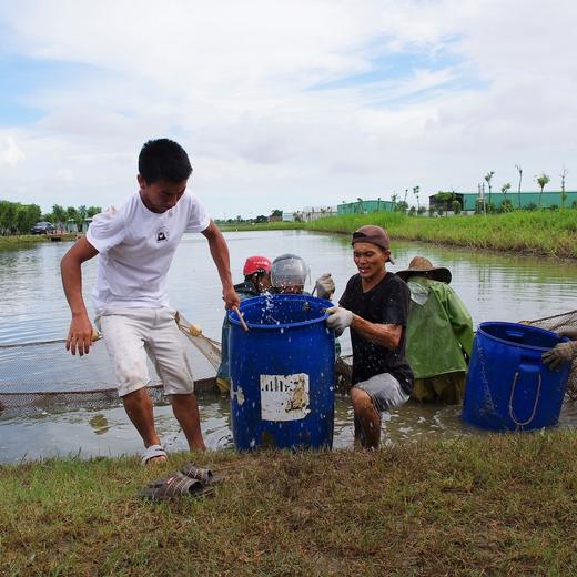 生态鲫鱼 （冷鲜，广东省内下单）| 绿家自产* Eco-crucian carp | Self-production 商品图2