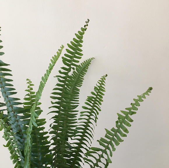 排草,排草香料,排草的效与作用_大山谷图库
