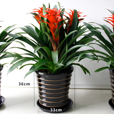 中型绿植盆栽-送朋友开张开业乔迁家居办公室(盆子随机)