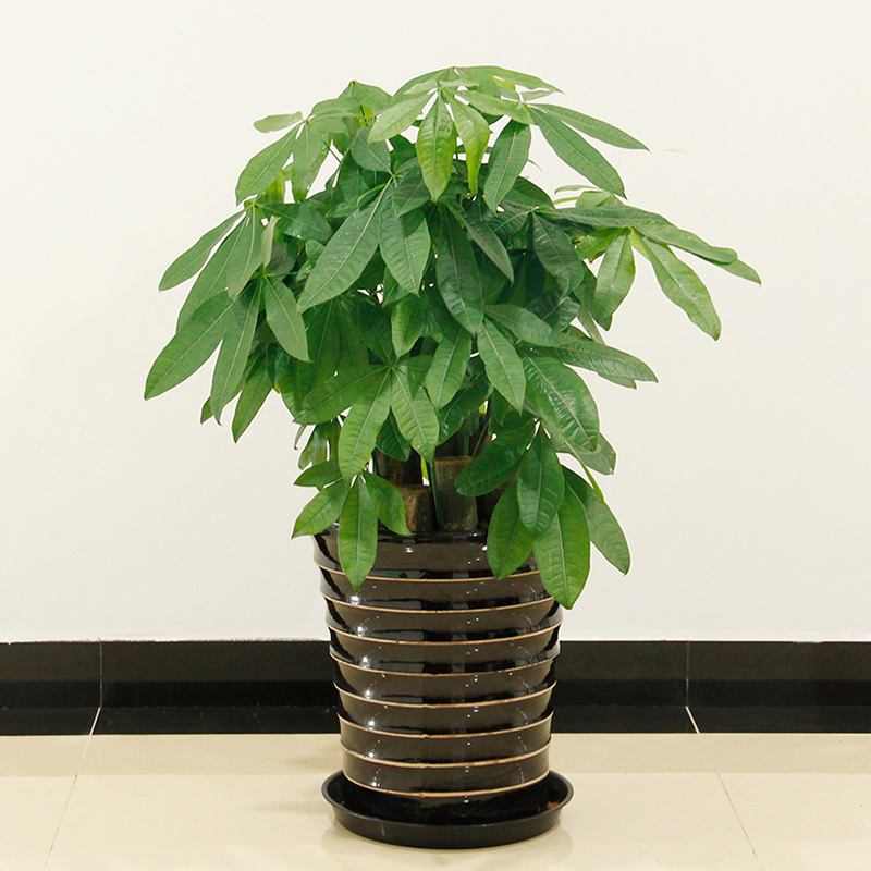 中型绿植盆栽-发财树万年青净化空气送朋友领导开张开业乔迁之喜