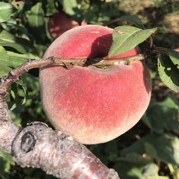 人都爱吃的极品果王,中国一千多个桃子品种中