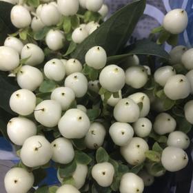进口金丝桃 火龙珠(白色) Hypericum