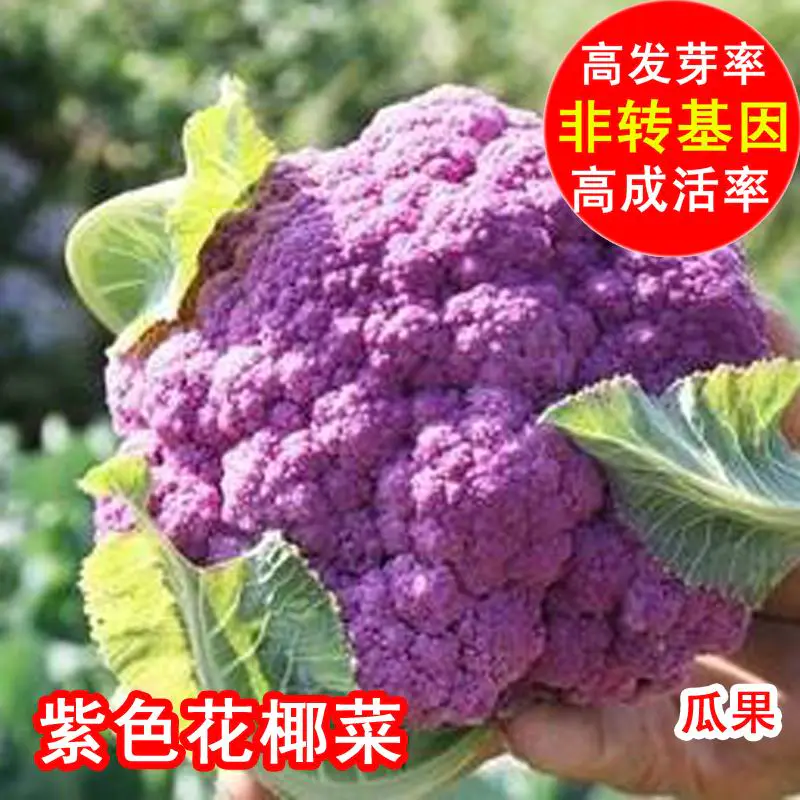 蔬菜种子紫色花椰菜种子菜花种子紫花菜新品花菜粒包