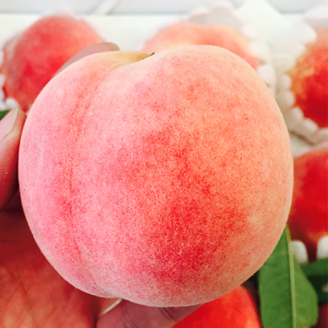 金秋红蜜桃 | 产自烟台 果熟甘甜
