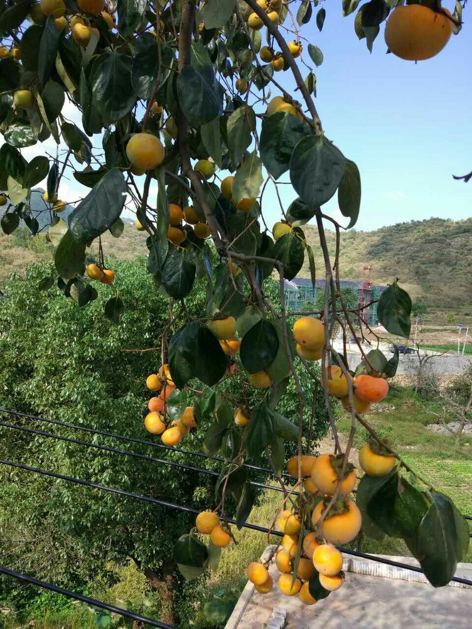 罗田甜柿自然脱涩,好吃脆甜5斤以上包邮