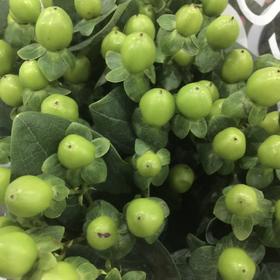 进口金丝桃 火龙珠(绿色) Hypericum
