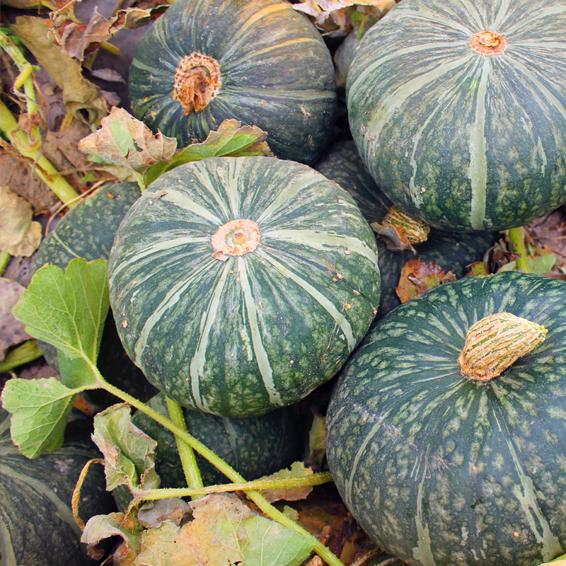 民勤板栗南瓜【香甜粉糯,带有浓浓板栗香,宝宝最佳辅食,营养是普通