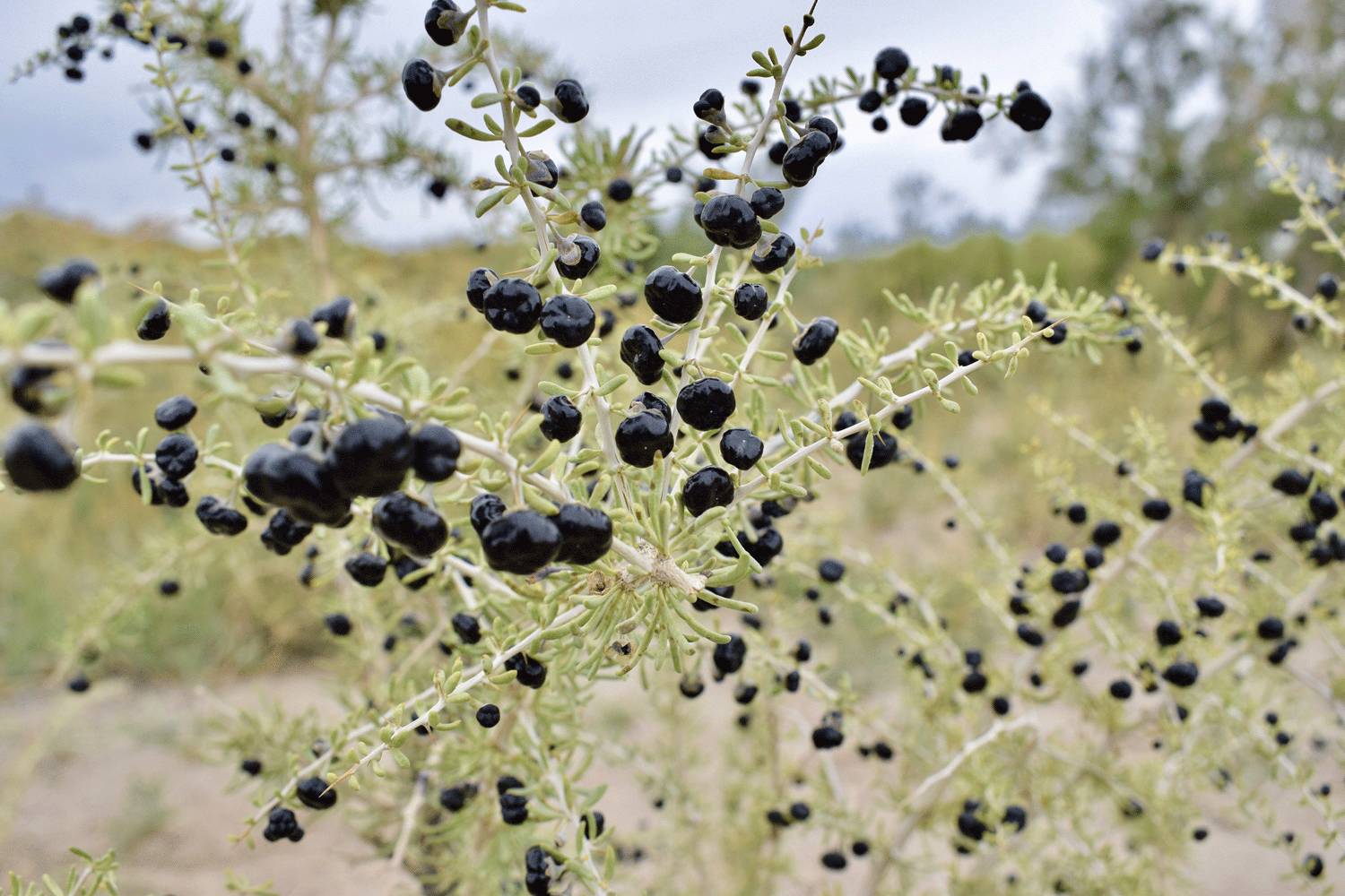 宫叔家的纯野生黑枸杞