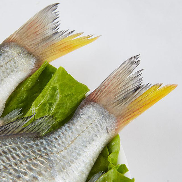 【黄立鱼】(也叫黄墙鱼,黄鳍鲷)杀好急冻,锁住新鲜 39.