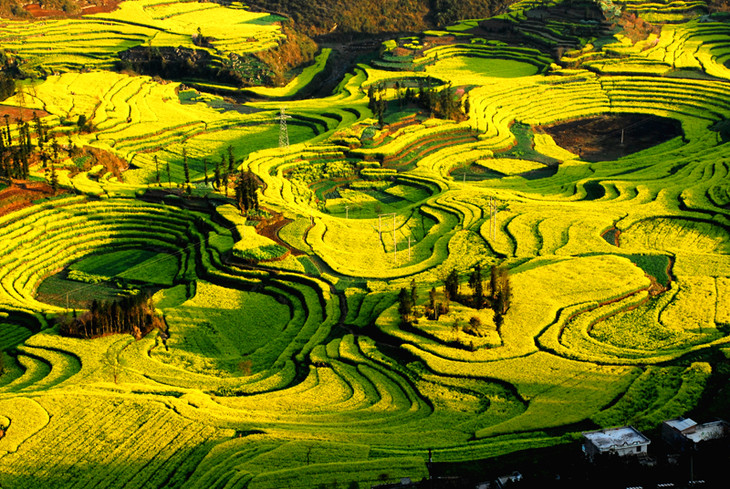 【春节】摄影天堂|云南罗平20万亩油菜花 元阳梯田5日摄影之旅
