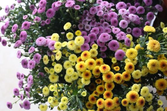 周二秒杀-- 9.9元3支纽扣菊