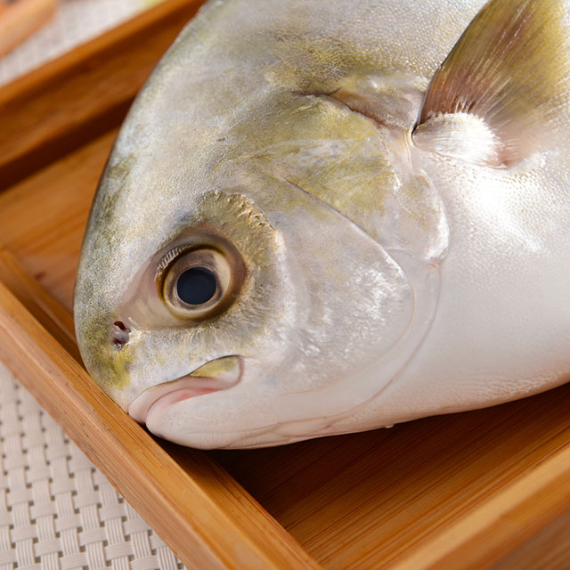 【金鲳鱼】外海金鲳鱼,天然无污染海域,刺少肉多